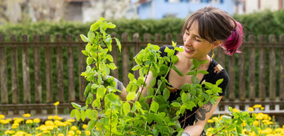 Eintopfen & Umtopfen: Pflanzen im Garten richtig setzen