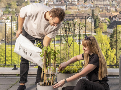 Eintopfen & Umtopfen: Kübelpflanzen auf dem Balkon