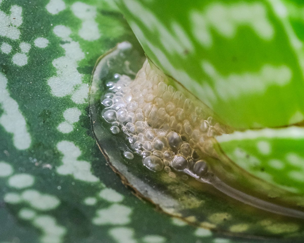 Blubbernde feuchte Masse am Stamm einer Aloe Tiki Zilla