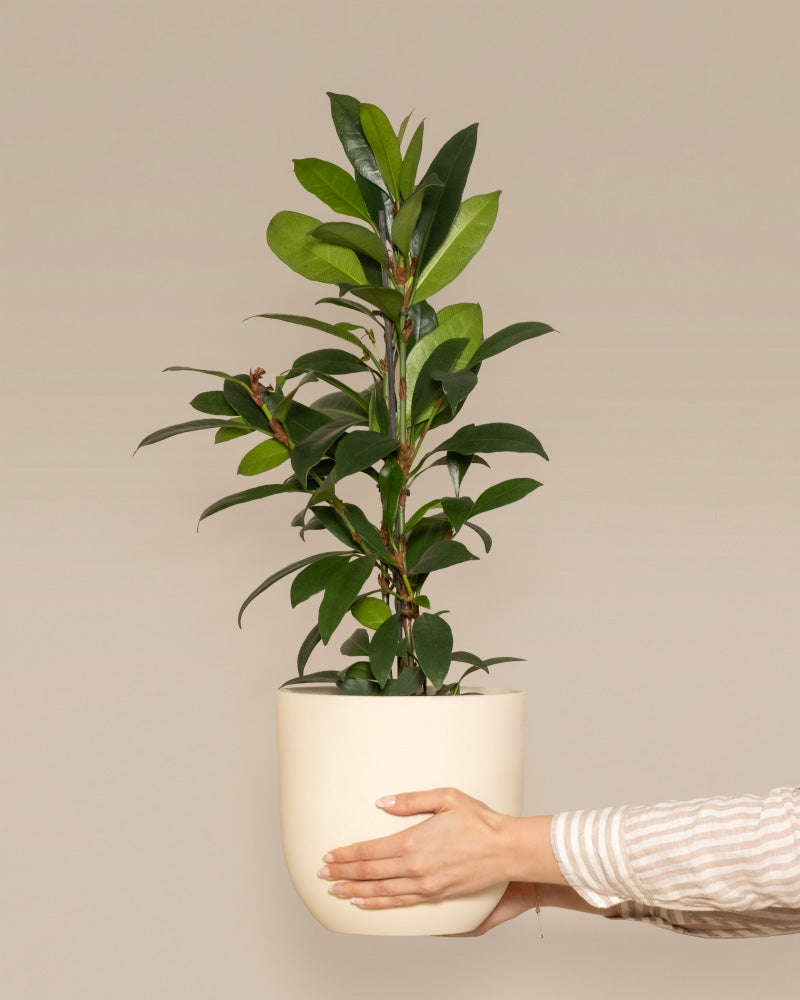 Eine Hand in einem beige-weiß gestreiften Hemd hält vor einem schlichten beigen Hintergrund einen beigen Blumentopf mit einem grünen Afrikanischen Feigenbaum.