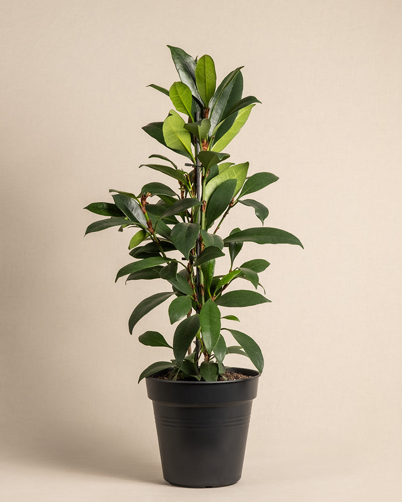 Ein Afrikanischer Feigenbaum mit hohen, breiten grünen Blättern in einem schwarzen Topf. Die Zimmerpflanze steht auf einem beigen Hintergrund 