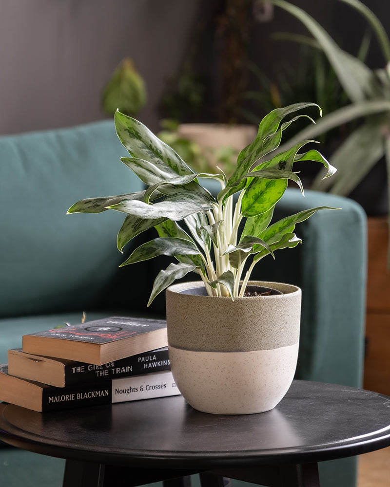 Aglaonema Greyhound im Wohnzimmer