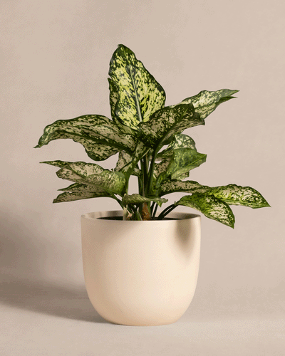 Eine Aglaonema Kiwi mit großen, bunten Blättern mit hell- und dunkelgrünen Mustern ist in einem glatten, cremefarbenen Keramiktopf gepflanzt. Der Hintergrund ist schlicht und beige und betont das filigrane Blattwerk der Pflanze.