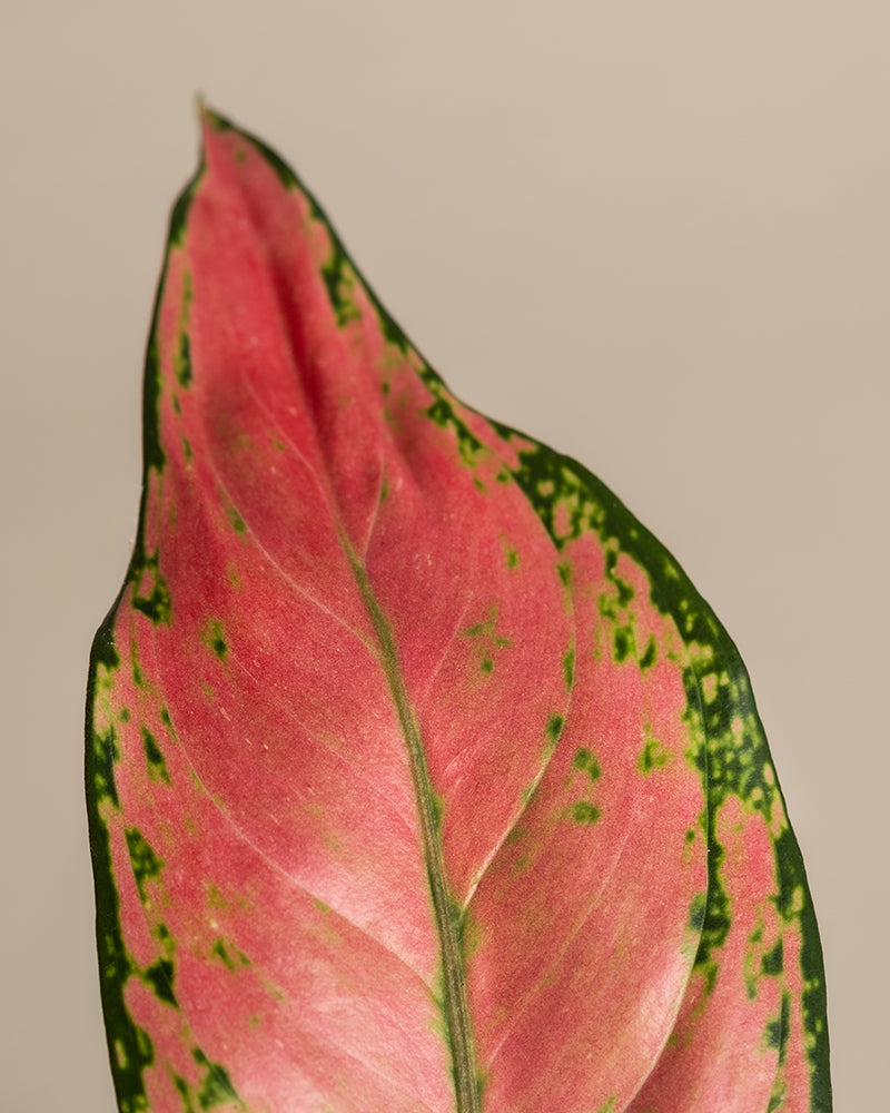 Die Nahaufnahme eines Aglaonema Cherry Baby-Blattes zeigt seine leuchtend rosa Mitte mit grünen Rändern. Die glatte Textur des Blattes weist sichtbare Adern und kleine grüne Flecken auf, die über den rosa Bereich verstreut sind. Vor einem schlichten, neutralen beigen Hintergrund wird die auffällig leuchtende Schönheit dieser Pflanze perfekt hervorgehoben.