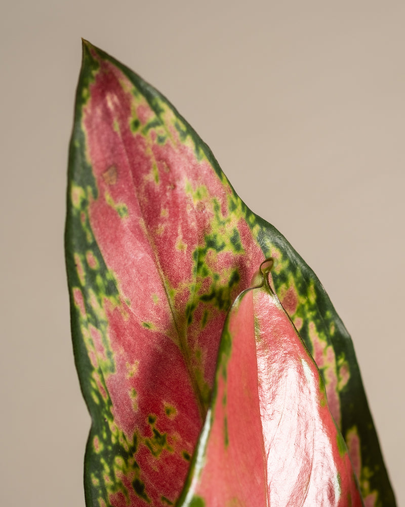 Nahaufnahme eines auffällig leuchtenden Aglaonema-Blattes. Das Aglaonema Cherry Baby zeigt eine auffällige Mischung aus rosaroten und grünen Farbtönen mit dunkelgrünen Rändern und hellgrünen Spritzern. Der Hintergrund ist ein weiches, neutrales Beige.