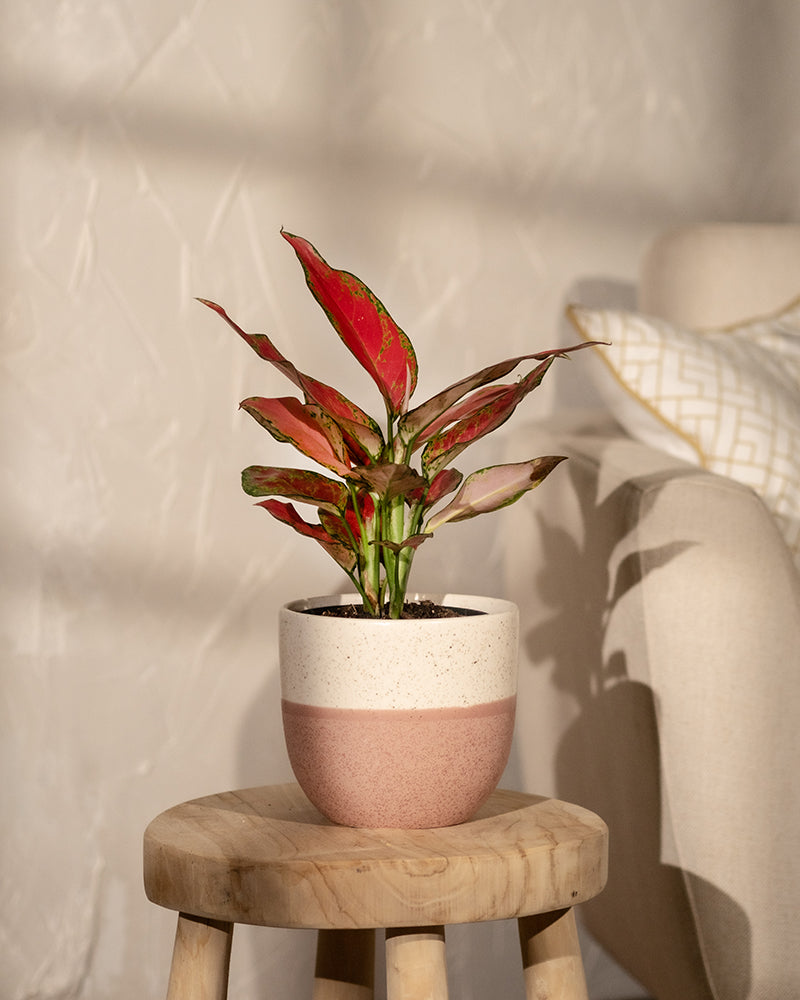 Aglaonema Cherry Baby