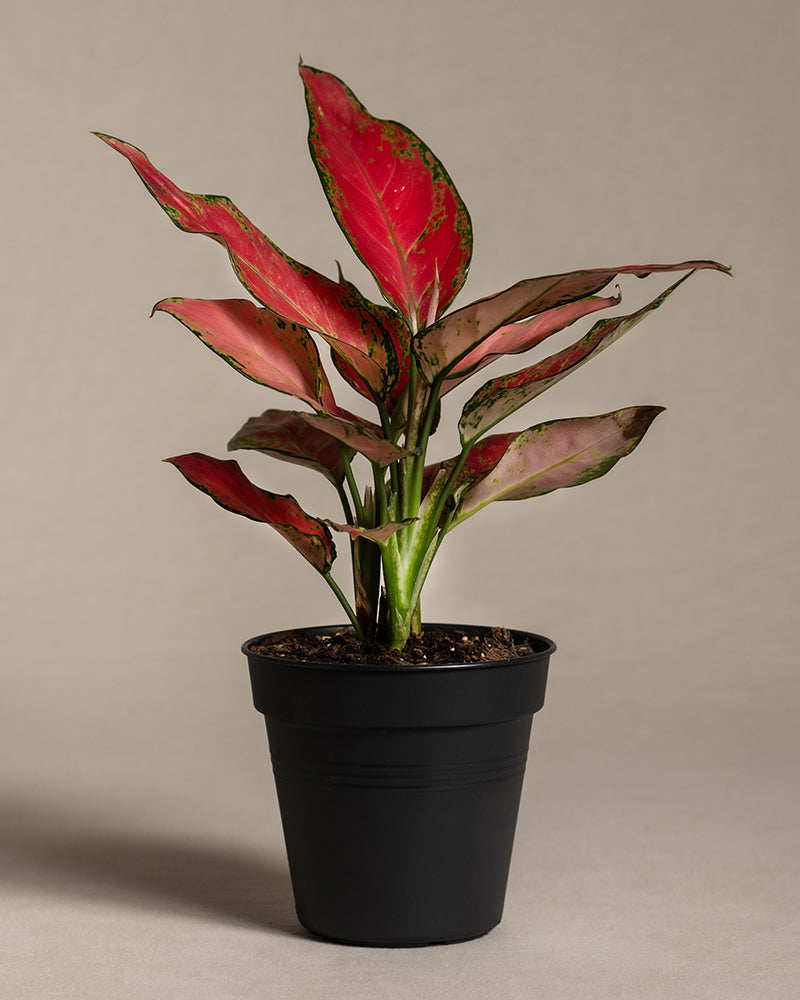 Eine eingetopfte Aglaonema Cherry Baby mit länglichen roten und grünen Blättern steht vor einem neutralen Hintergrund. Diese pflegeleichte Pflanze steht in einem schwarzen Topf mit Erde. 