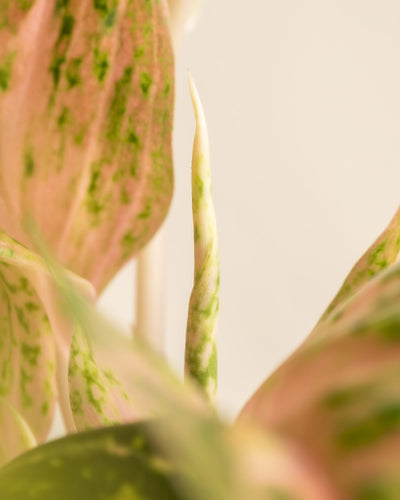 Eine Nahaufnahme eines Aglaonema-Cocomelon-Blattes zeigt ein neues Blatt, das sich entfaltet. Die Pflanze zeigt rosa und grün gefleckte Blätter, wobei der weiche Fokus auf dem Hintergrund eine ruhige und zarte Atmosphäre schafft.