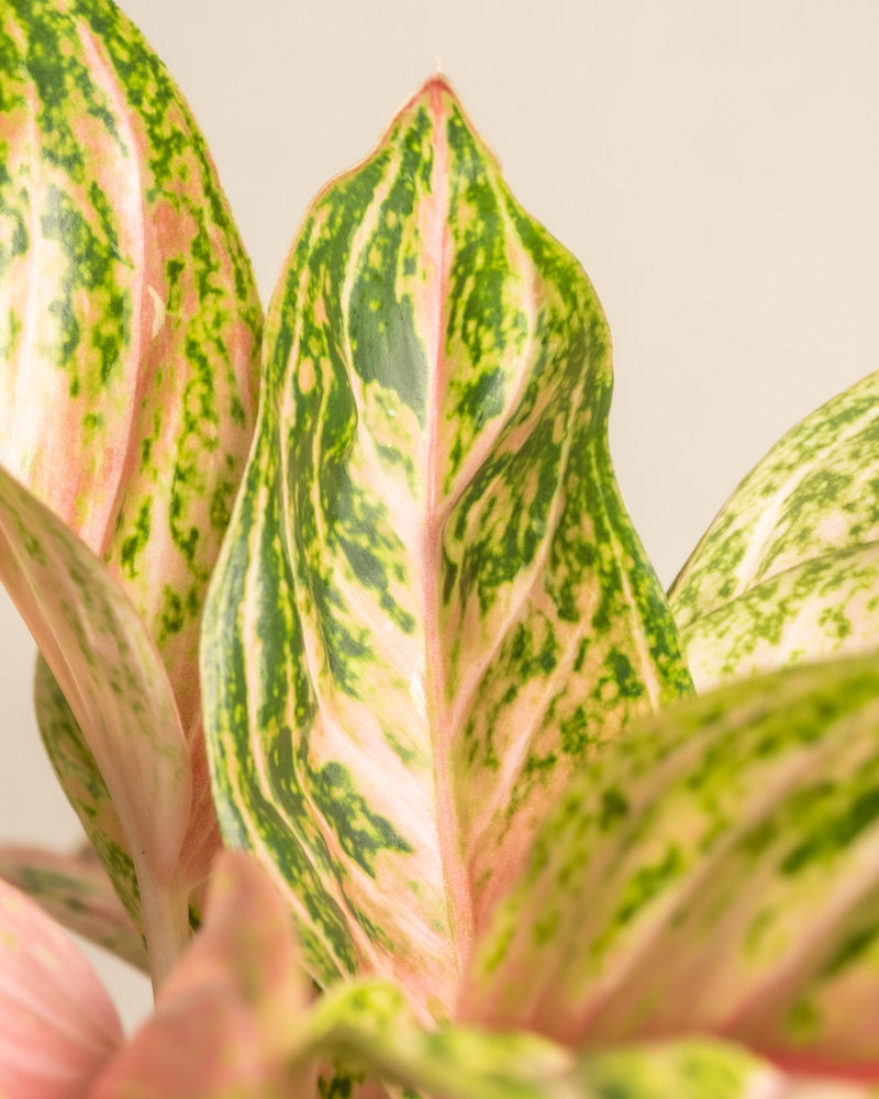 Nahaufnahme der grün und rosa bunten Blätter einer Aglaonema „Cocomelon“, auch bekannt als Chinesische Immergrüne. Die Blätter, die an die im Tropical Beauty Set erinnern, weisen eine Mischung aus Hellgrün mit dunkelgrünen Flecken und Streifen sowie zartrosa Untertönen auf, alles vor einem neutralen beigen Hintergrund.