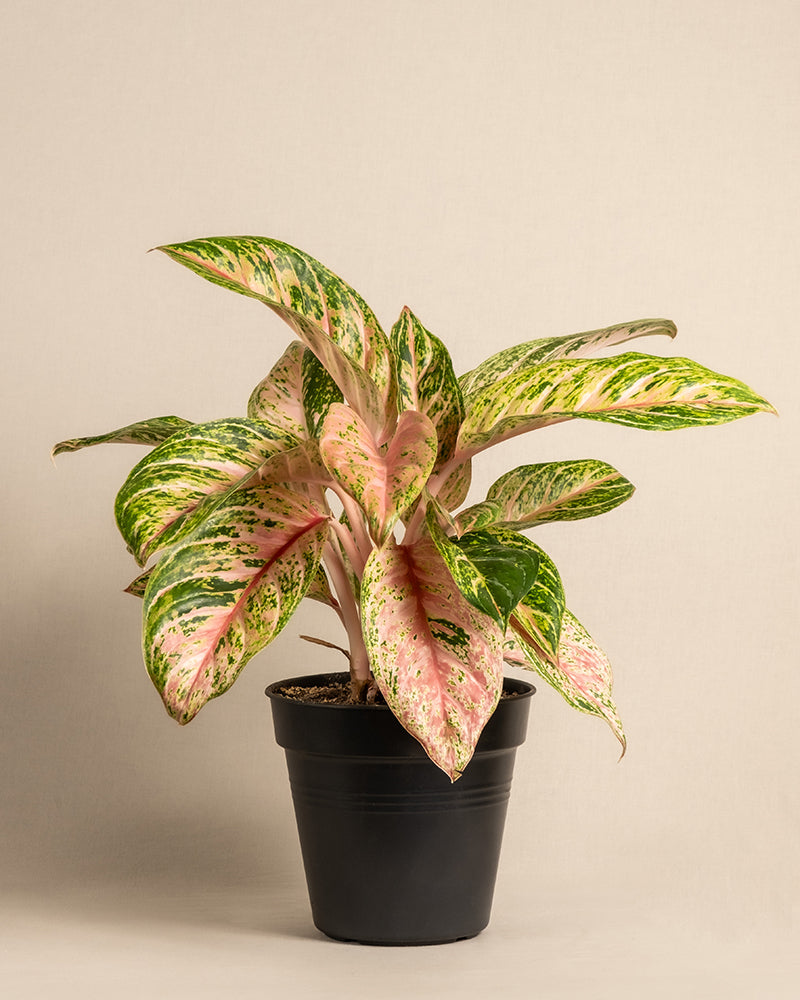 Eine grün und rosa bunte Aglaonema Cocomelon mit breiten Blättern steht in einem schwarzen Topf vor einem beigen Hintergrund.