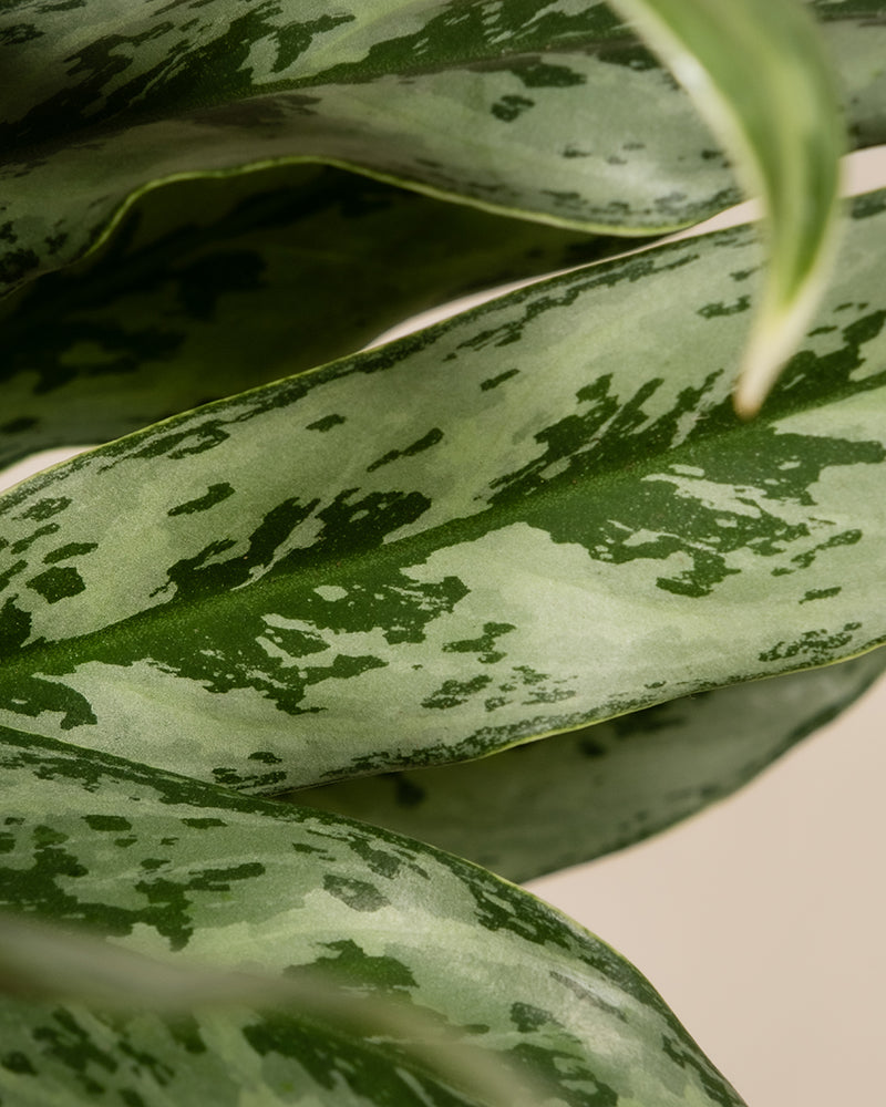 Nahaufnahme eines Blattes einer Aglaonema Greyhound.