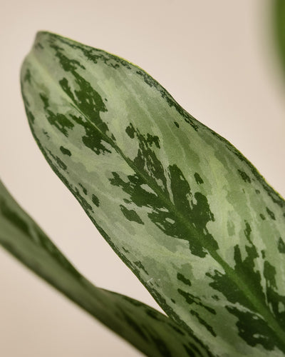 Nahaufnahme eines Blattes einer Aglaonema Greyhound.