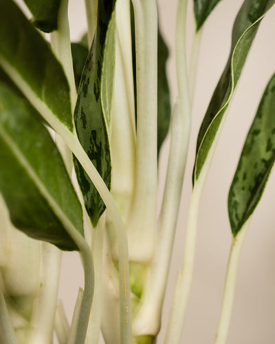 Nahaufnahme eines Blattes einer Aglaonema Greyhound.