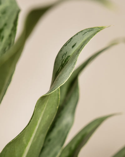 Nahaufnahme eines Blattes einer Aglaonema Greyhound.