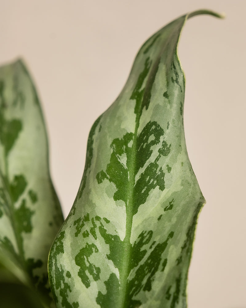 Nahaufnahme eines Blattes einer Aglaonema Greyhound.