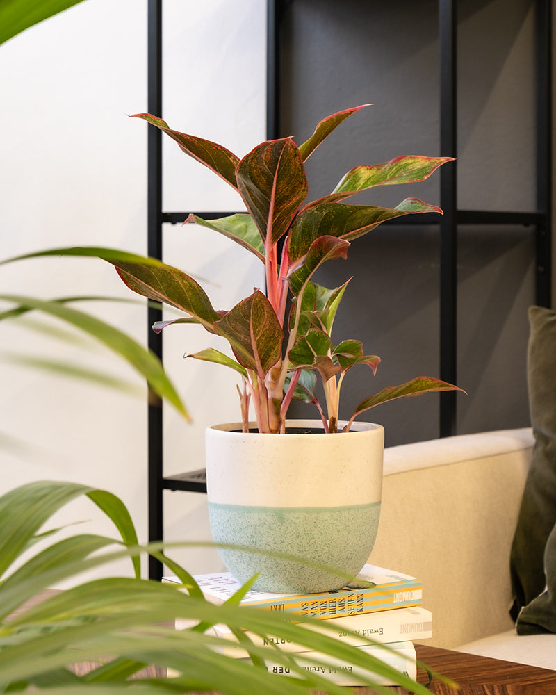 Aglaonema Jungle Red auf einem Bücherstapel in einem mintfarbigen Variado Keramiktopf