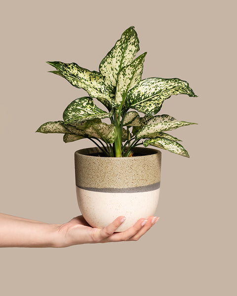 Eine Hand hält einen beigen und grauen Keramiktopf mit einer Aglaonema-Kiwi-Pflanze mit breiten grün-weiß bunten Blättern vor einem schlichten beigen Hintergrund.