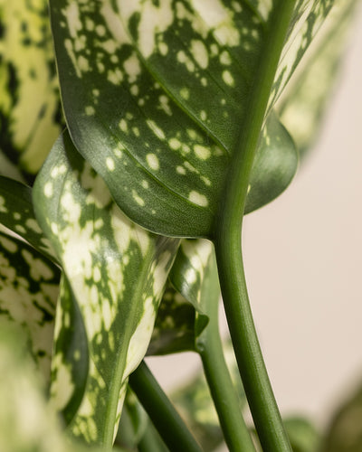 Eine Nahaufnahme einer Aglaonema-Kiwi-Pflanze zeigt ihre grünen Blätter, die mit hellgrünen und weißen Flecken geschmückt sind. Der Hauptstamm ist sichtbar, während die strukturierten Blätter markante Adern und Flecken aufweisen, was ein vielschichtiges und etwas abstraktes Erscheinungsbild erzeugt. Der sanft verschwommene Hintergrund betont die Schönheit dieser exquisiten Zimmerpflanze.