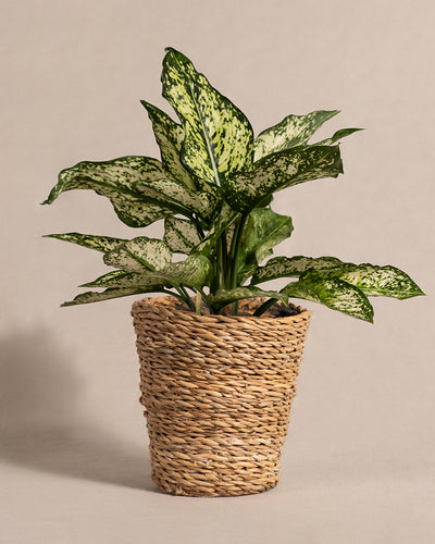 Eine eingetopfte Aglaonema Kiwi mit grün-weiß gefleckten Blättern wird in einem geflochtenen, naturfarbenen Korb präsentiert. Der Hintergrund ist in einem schlichten hellbeigen Farbton gehalten, der diese elegante Zimmerpflanze akzentuiert.