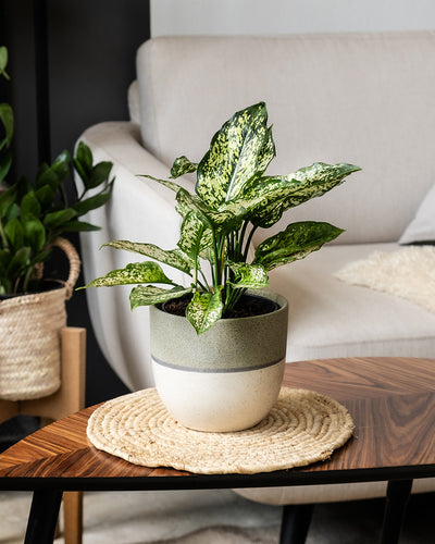 Eine Aglaonema Kiwi mit grün-weiß gefleckten Blättern steht auf einer geflochtenen Matte auf einem hölzernen Couchtisch. Im Hintergrund stehen ein gemütliches beiges Sofa und eine weitere Topfpflanze in einem geflochtenen Korb, alles in einem gut beleuchteten Wohnzimmer.