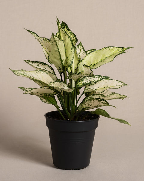 Eine Aglaonema Kiwi, eine beliebte Zimmerpflanze, die für ihre bunten grün-weißen Blätter bekannt ist, ist vor einem schlichten Hintergrund zu sehen. Sie ist in einem schwarzen Plastikbehälter eingetopft.