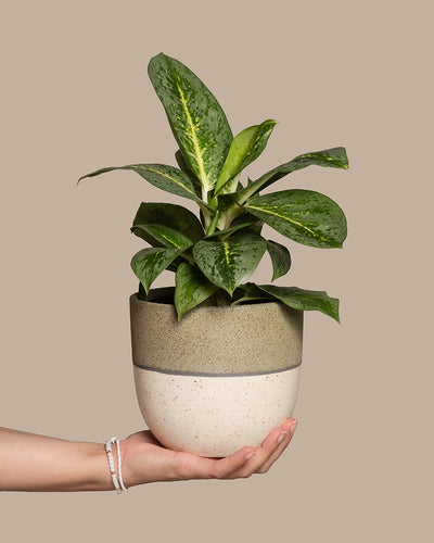 Eine Hand hält eine Aglaonema-Zitronenminze-Pflanze im Topf mit leuchtend grünen Blättern. Die Pflanze steht in einem strukturierten, zweifarbigen Keramiktopf vor einem schlichten beigen Hintergrund. Das Handgelenk ist mit einem weißen Perlenarmband geschmückt.