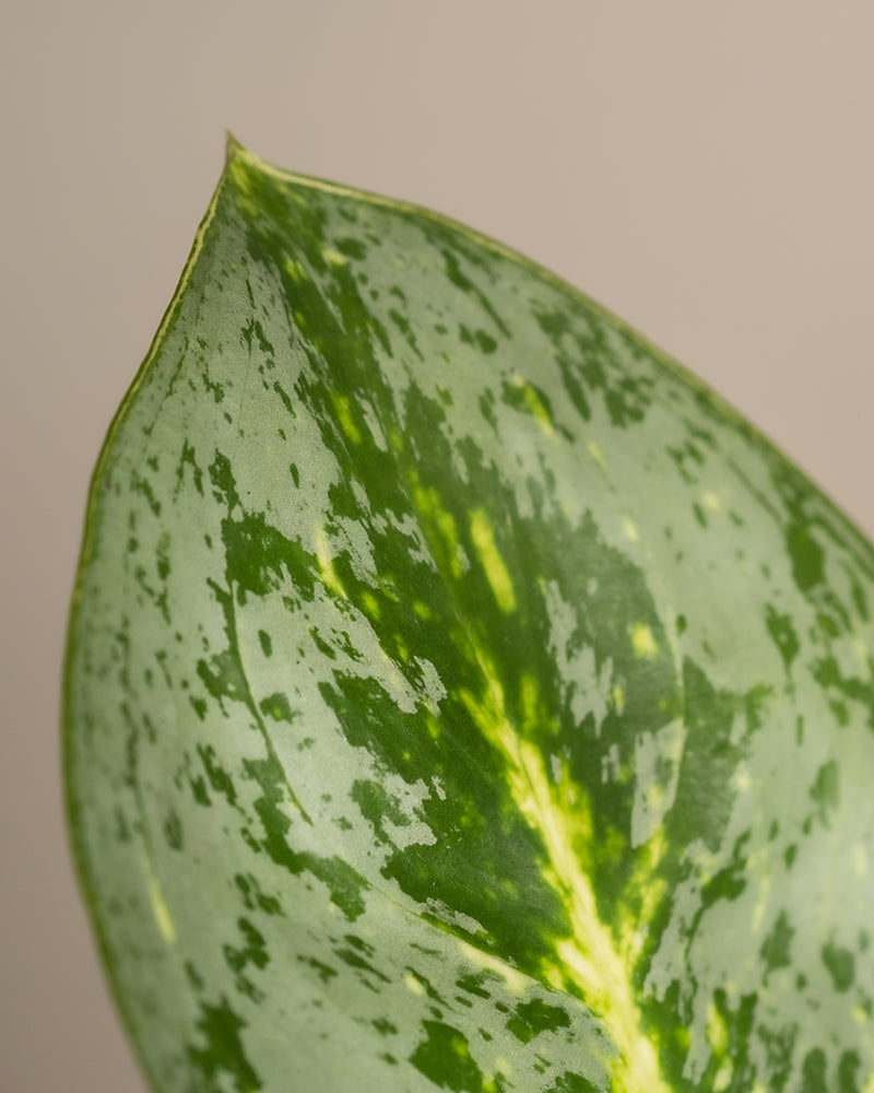 Nahaufnahme eines einzelnen grünen Aglaonema-Zitronenminzblattes mit einer Mischung aus hell- und dunkelgrünen Sprenkeln. Das Blatt, das sich durch seine spitze Spitze und glatte Textur auszeichnet, wird vor einem neutralen Hintergrund präsentiert. Diese pflegeleichte Kolbenfadenpflanze verleiht jedem Raum Eleganz.