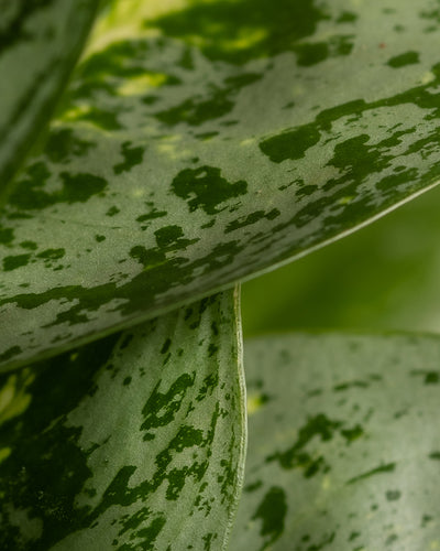 Nahaufnahme der grünen Blätter der Aglaonema-Zitronenminze, die ein gesprenkeltes Muster aus dunkelgrünen Markierungen und Flecken zeigt. Das Bild fängt die detaillierte Textur und die natürlichen Variationen auf der Oberfläche dieser pflegeleichten Pflanze ein, mit einem sanft verschwommenen Hintergrund, der die komplizierten Details der Blätter hervorhebt.