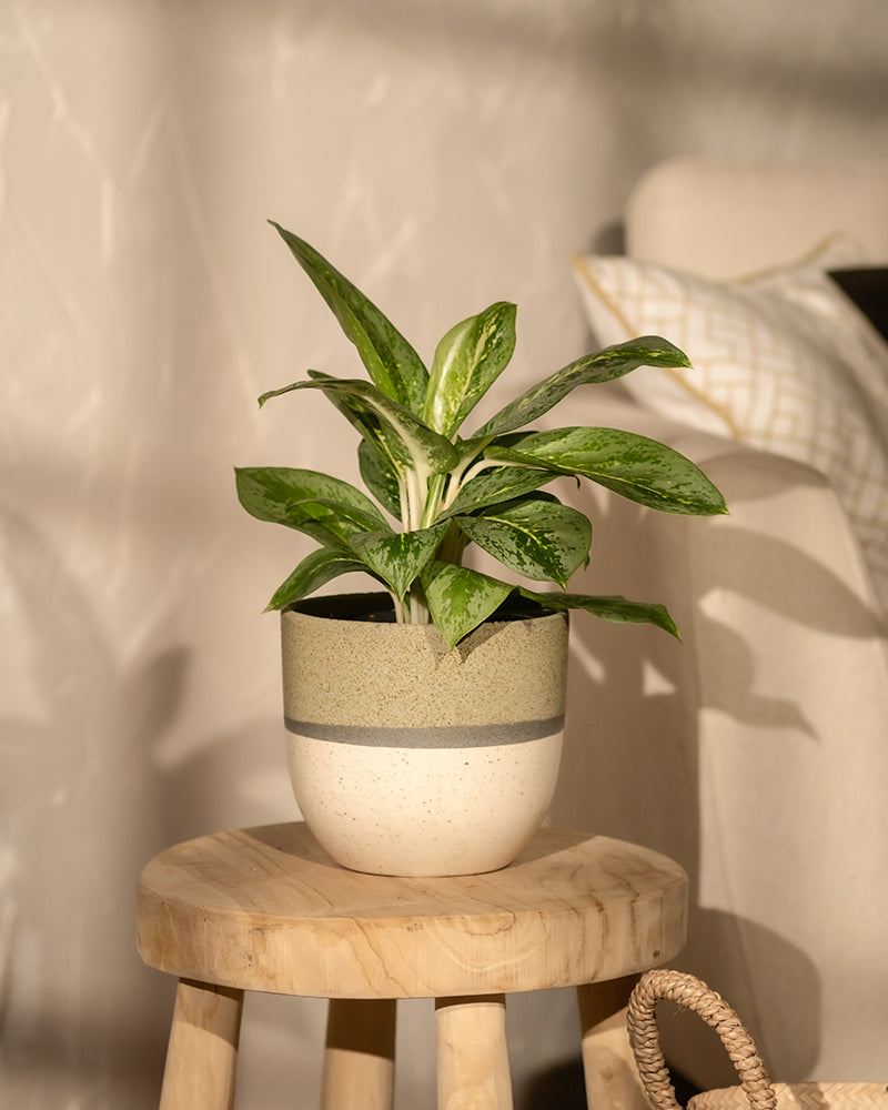 Auf einem kleinen Holzhocker steht eine grüne Aglaonema-Zitronenminze im Topf mit bunten Blättern. Dahinter sieht man ein beiges Sofa mit einem gemusterten weißen Kissen und einen Teil eines geflochtenen Korbs, alles beleuchtet von warmem, natürlichem Sonnenlicht. Diese pflegeleichte Pflanze verleiht der gemütlichen Umgebung eine frische Note.