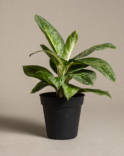 Vor einem schlichten, beigen Hintergrund thront eine Aglaonema-Zitronenminze mit großen, grün-weißen Blättern. Die pflegeleichte Pflanze steht in einem schwarzen Plastiktopf. 