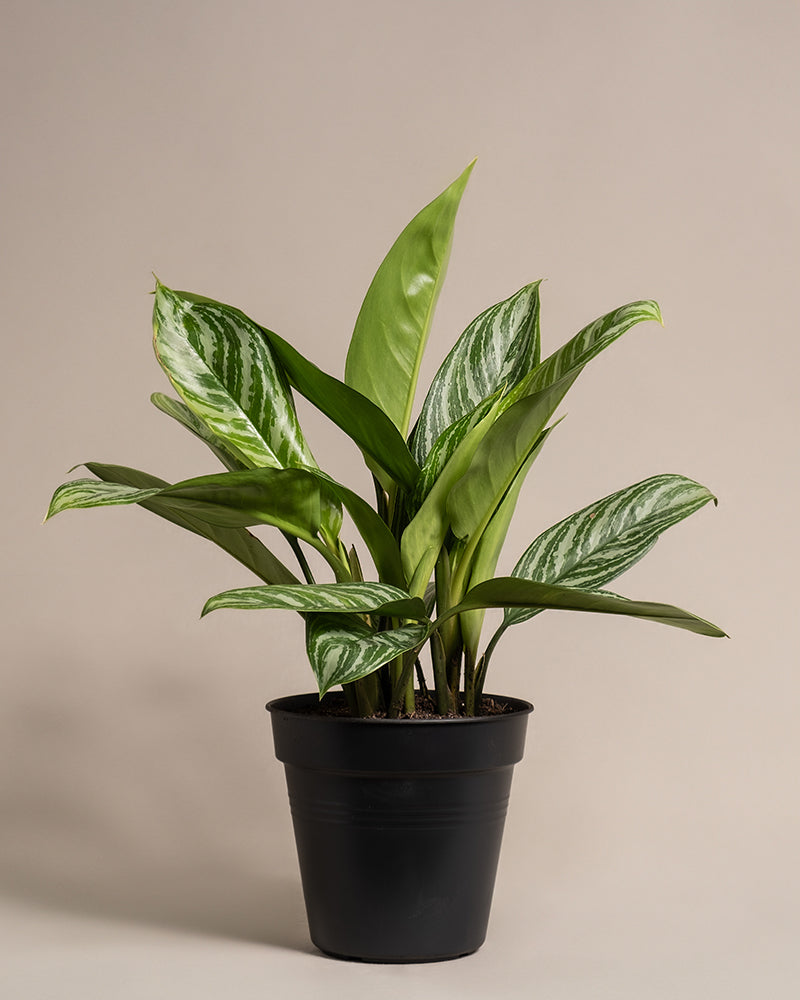 Aglaonema Stripes ohne übertopf