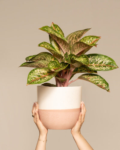 Hände halten einen Topf Aglaonema Painted Celebration vor einem schlichten beigen Hintergrund hoch. Die Pflanze hat breite, grüne Blätter mit rosaroter Panaschierung, die bemalten Blättern ähneln, und der Topf ist zweifarbig, wobei die obere Hälfte cremefarben und die untere Hälfte hellrosa ist.