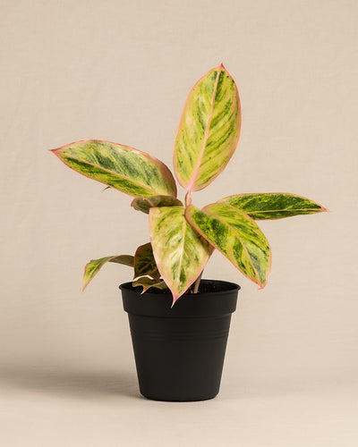 Aglaonema Salmon Fantasy ohne Übertopf