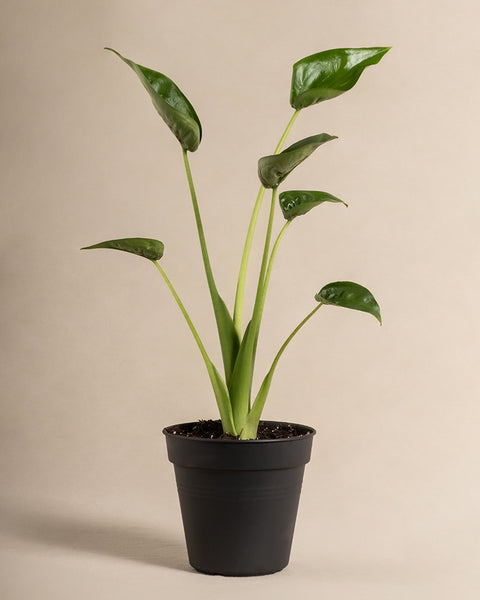 Alocasia 'Tiny Dancer' ohne Übertopf