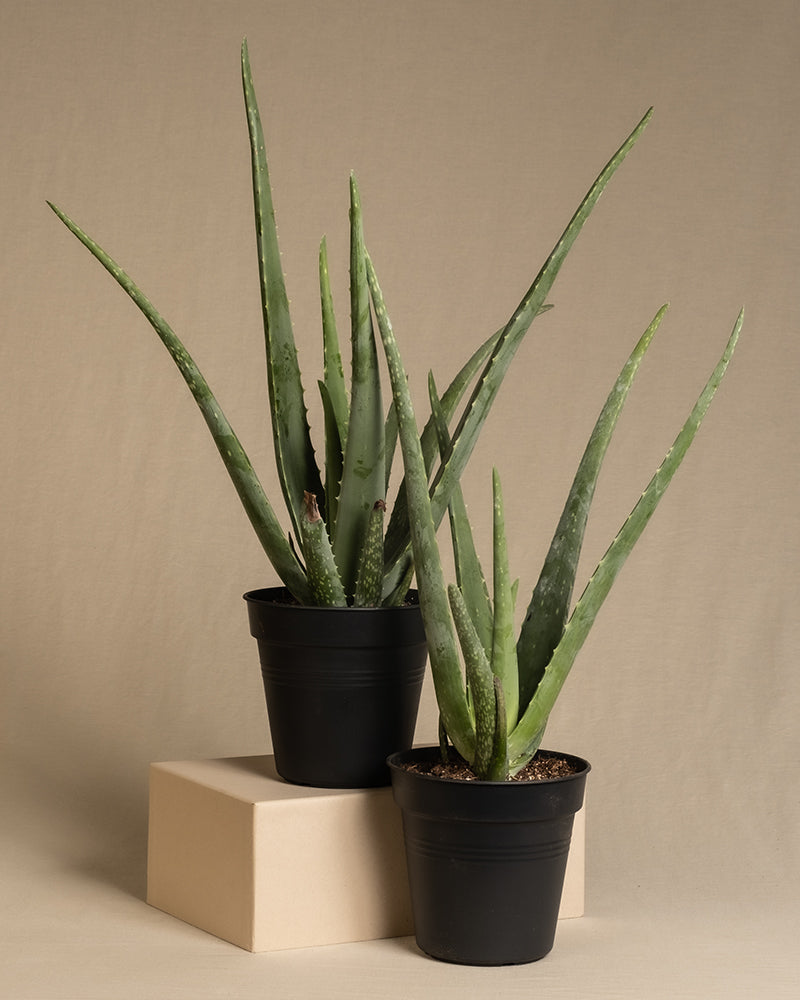 Aloe vera Duo ohne Übertöpfe