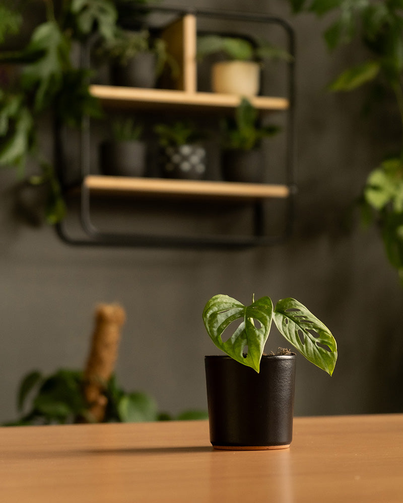 Eine kleine Topfpflanze mit grünen Blättern steht auf einem Holztisch. Im Hintergrund steht ein schwarzes Metallregal mit hellen Holzakzenten, auf dem mehrere Pflanzen im Keramik-Baby-Topfset „Sencillo“ (9 Stk.) stehen, alle vor einer verschwommenen dunklen Wand.