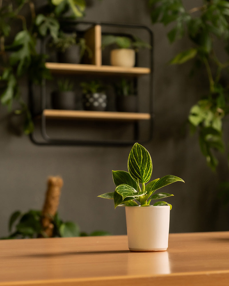 Eine kleine Topfpflanze mit leuchtend grünen und gelb gestreiften Blättern steht in einem Keramik-Baby-Topfset 'Sencillo' (5 Stk.) auf einem Holztisch. Der Hintergrund zeigt eine dunkle Wand mit einem Regal, auf dem mehrere Feey-Babypflanzen und üppiges grünes Blattwerk stehen. Die Umgebung strahlt eine ruhige und natürliche Atmosphäre aus, die durch das schlichte Design noch verstärkt wird.