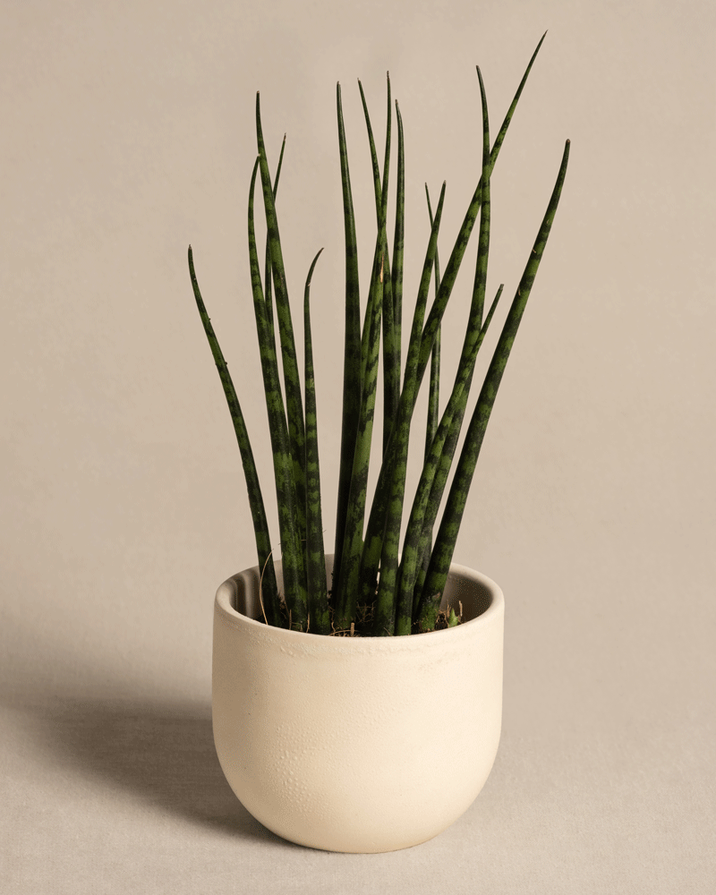 Baby Sansevieria ‘Mikado’