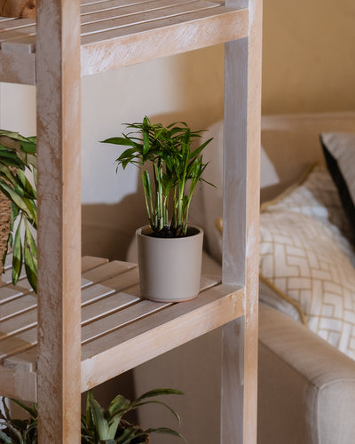 Eine eingetopfte Baby-Bergpalme mit üppigen grünen Blättern steht auf einem Holzregal. Die rustikale, verwitterte Oberfläche des Regals ergänzt das beige Sofa mit den gemusterten Kissen. Eine weitere Baby-Bergpalme lugt aus dem unteren Regal hervor und verleiht der gemütlichen Inneneinrichtung mit ihrer warmen Beleuchtung tropische Vibes.