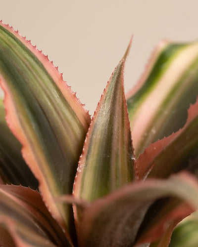 Baby Cryptanthus Bivittatus Pink Star