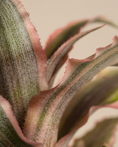 Baby Cryptanthus Bivittatus Pink Star