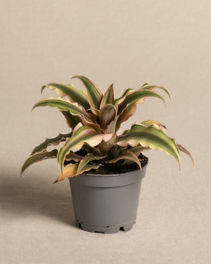 Baby Cryptanthus Bivittatus Pink Star