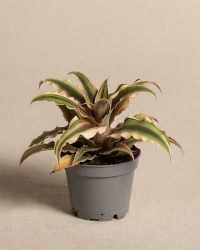 Baby Cryptanthus Bivittatus Pink Star