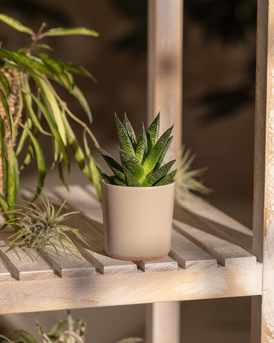 Baby Gasteria ‘Flow’