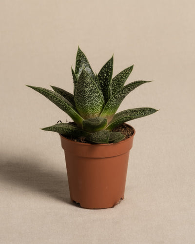 Baby Gasteria ‘Flow’