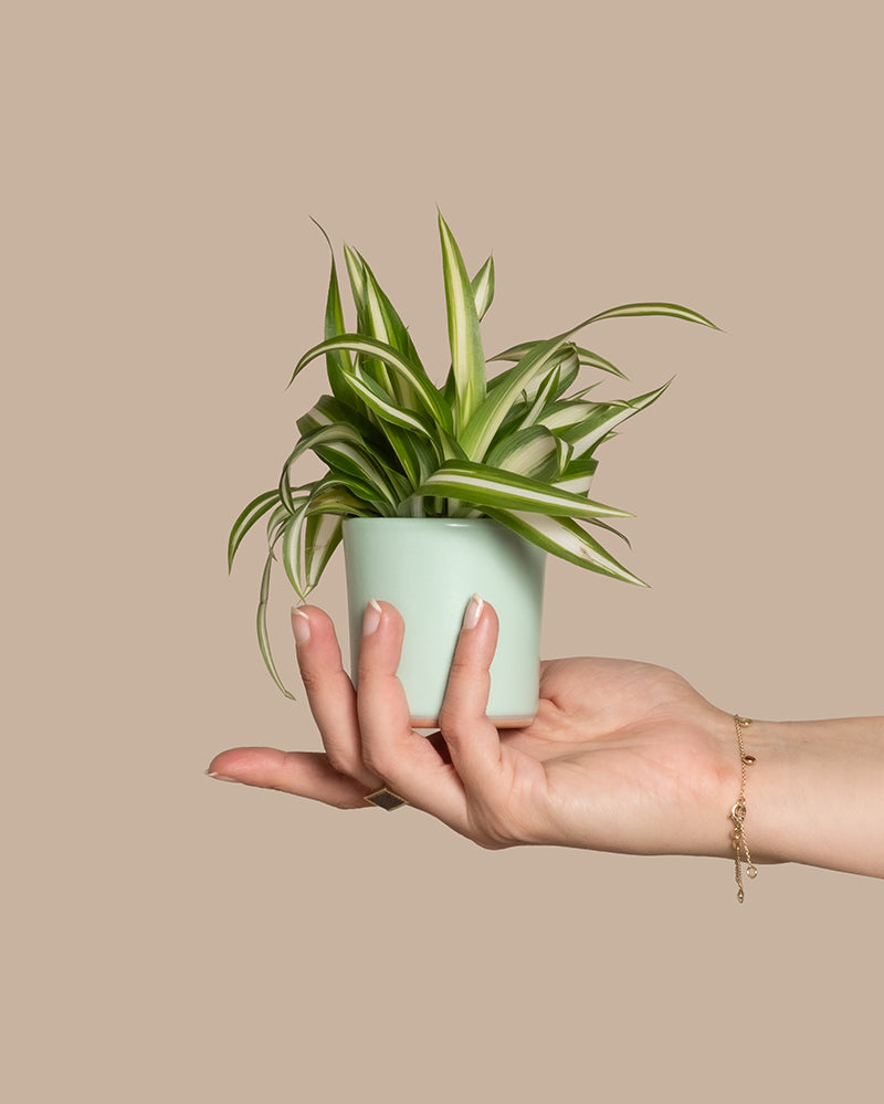 Eine Hand mit einem zarten goldenen Armband hält eine kleine Baby-Grünlilie im Topf vor einem einfarbigen beigen Hintergrund. Die Baby-Grünlilie, auch Chlorophytum comosum oder Grünlilie genannt, hat lange, gebogene grüne Blätter mit weißen Streifen und ist bekannt für ihre Pflegeleichtigkeit.