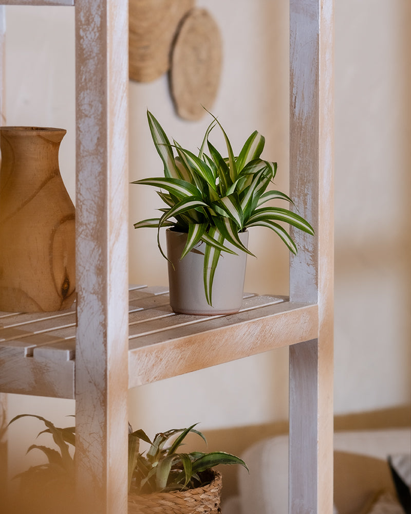 Eine Baby-Grünlilie, mit dem wissenschaftlichen Namen Chlorophytum comosum, sitzt elegant in einem grauen Topf auf einem weiß getünchten Holzregal. Darunter ruht eine weitere Pflanze bequem in einem Korb. Die ruhige Atmosphäre wird durch die verschwommene Ansicht von Korbdekoartikeln vor einer beigen Wand im Hintergrund noch verstärkt, wodurch diese pflegeleichten Zimmerpflanzen hervorgehoben werden.