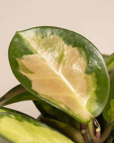 Baby Hoya australis 'Lisa'