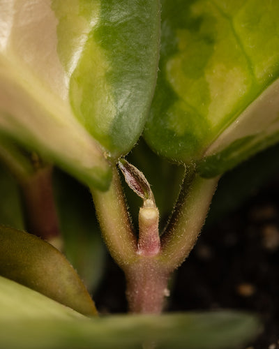 Baby Hoya australis 'Lisa'