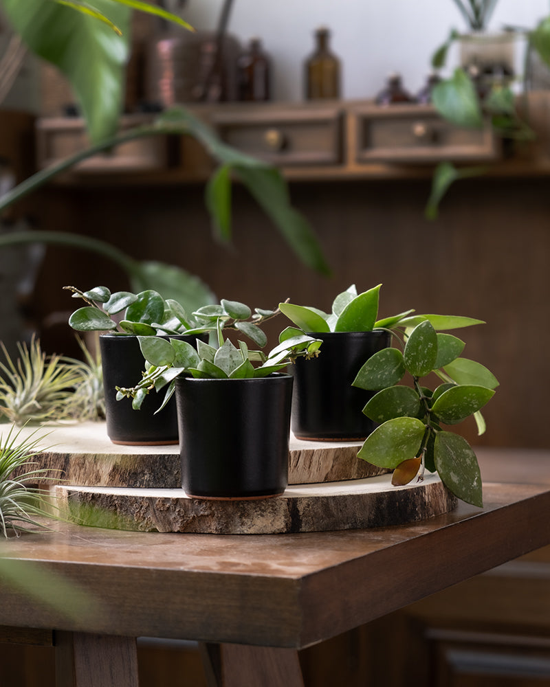 Auf einem Holztisch steht ein Babypflanzen-Trio Hoya in drei kleinen schwarzen Töpfen, die jeweils üppig mit grünen Pflanzen bepflanzt sind und auf einer großen Holzscheibe platziert sind. Im Hintergrund befinden sich Holzschubladen und weitere Pflanzen, darunter ein Teil einer bezaubernden Hoya-Sammlung, die dem Ambiente ein gemütliches, natürliches Ambiente verleihen.